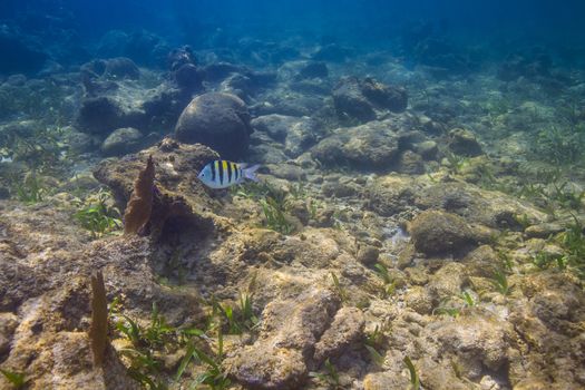 Single sergeant major swimming in a reef