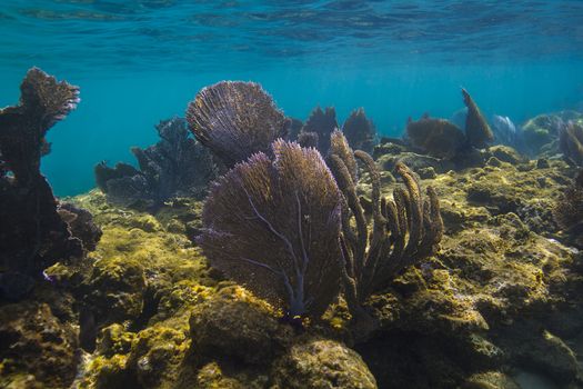 Shallow reef off the shore of Roatan