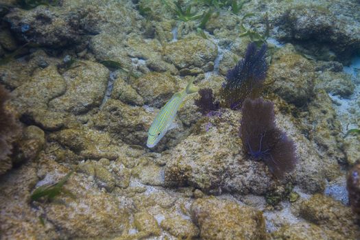 Haemulon flavolineatum swimming over a reef off the shore of Roatan