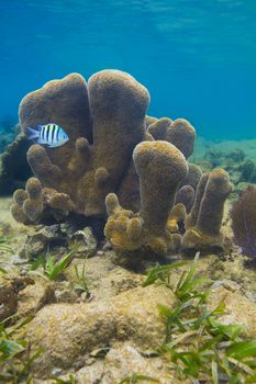 Sergant major fish swimming in front of pillar coral