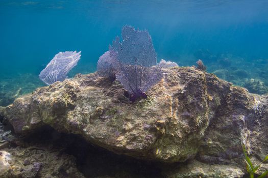 Blue coral fan on a rock in Roatan reef