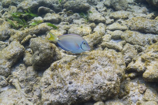 Ocean surgeonfish swimming over rock in a reef