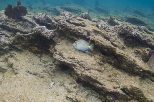 Single ocean surgeonfish in a rocky reef in Roatan