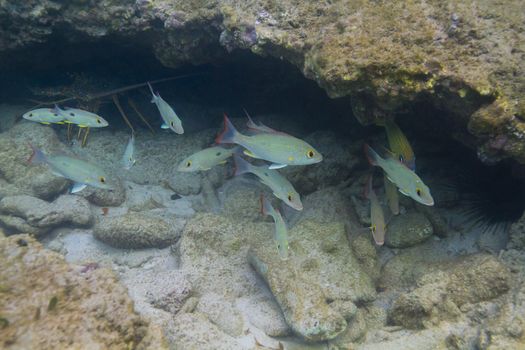 School of juvenile mahogany snapper swimming under a rock