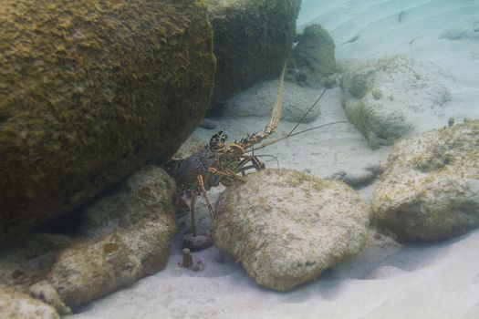 Caribbean Spiny lobster hidding in a crevace under water  