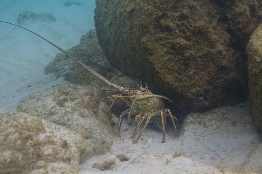 Panulirus argus lobster hidding in a crevace under water  