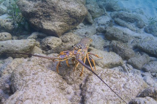 Caribbean spiny lobster walking accross ocean floor