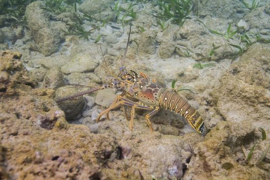 Caribbean spiny lobster resting on rocks at the bottom of the ocean