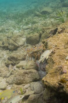 Caribbean spiny lobster and fish in a rocky reef