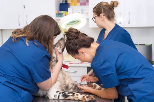 Veterinary team place an intravenous line in a dog