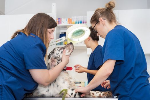Veterinary team place an intravenous line in a dog