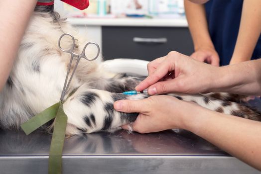 Veterinary place an intravenous line in a dog. Close up