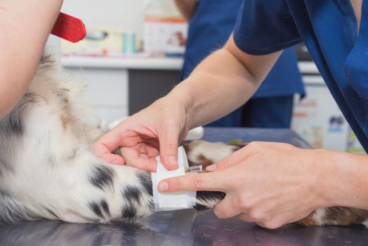 Veterinary places sterile bandage in dog paw