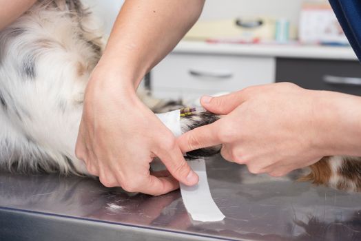 Veterinary places sterile bandage in dog paw