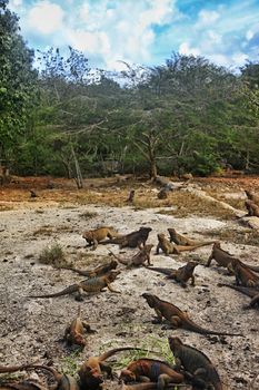 A flock of iguanas in the Dominican Republic