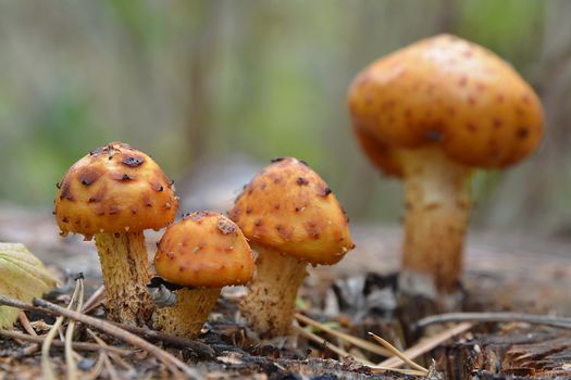 Mushrooms growing at trees in autumn fall forest closeup