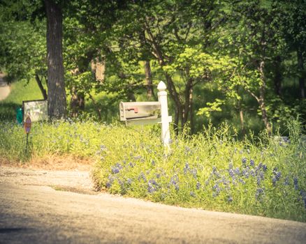 Mailbox with Bluebonnet blossom in springtime, rural scene in Texas, USA countryside