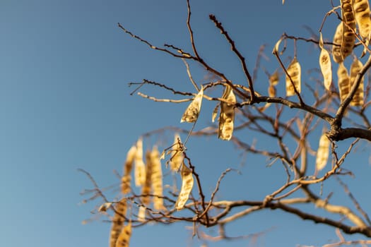 a bare tree with brown autumn leaves on it with clean sky. photo has taken at izmir/turkey.