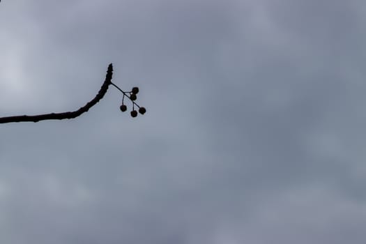 cute flower and branche in shadow under gray sky. photo has taken at izmir/turkey.