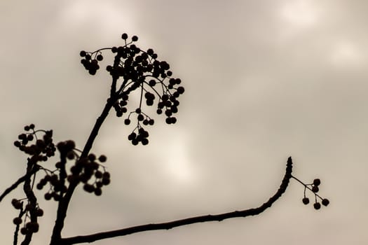 cute flowers and branches in shadow under warm colored sky. photo has taken at izmir/turkey.