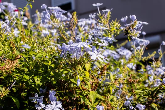 little cute purple flowers on green stems. photo has taken at izmir/turkey.