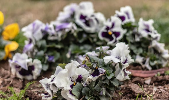 little white cute flowers on ground with blurry background. photo has taken at izmir/turkey.