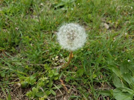 white dandelion seeds on weed with green grass or lawn