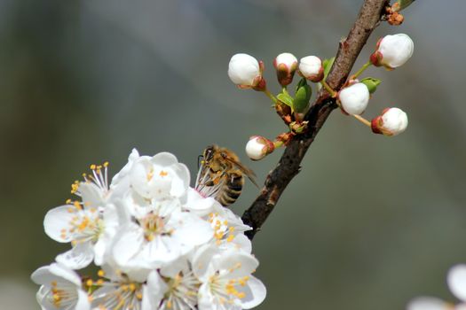 bee collects nectar on the flowers of white blooming apple. Anthophila, Apis mellifera. Close up