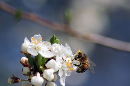 bee collects nectar on the flowers of white blooming apple. Anthophila, Apis mellifera. Close up