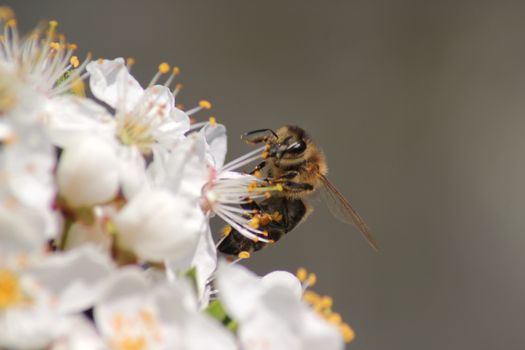 bee collects nectar on the flowers of white blooming apple. Anthophila, Apis mellifera. Close up