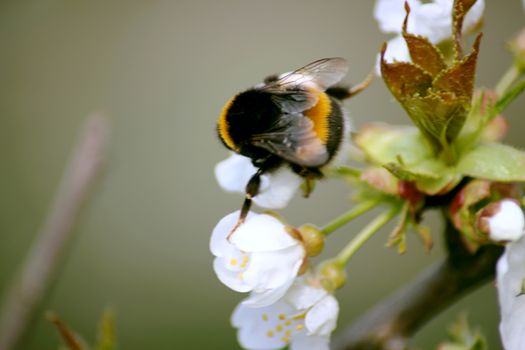 striped bumble bee collects nectar on blooming apple tree