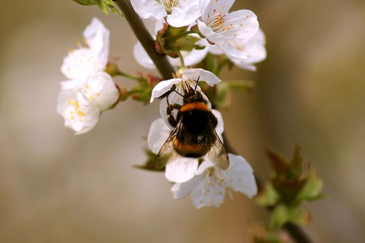 striped bumble bee collects nectar on blooming apple tree