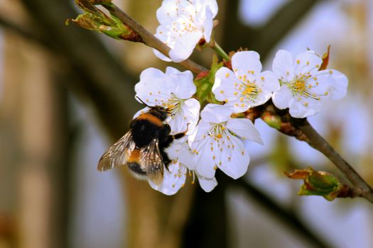 striped bumble bee collects nectar on blooming apple tree