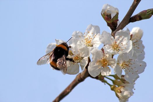 striped bumble bee collects nectar on blooming apple tree