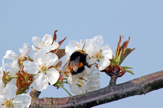 striped bumble bee collects nectar on blooming apple tree