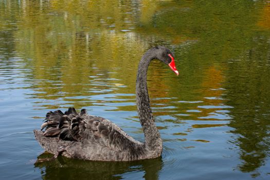 black swan on the lake, looks at his reflection in the water.
