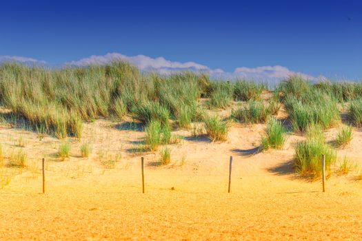 Protected landscape, dune on the beach of Holland in the background blue sky.