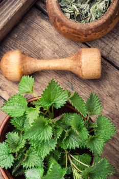 Fresh stinging nettle leaves on wooden table.Medicinal herb