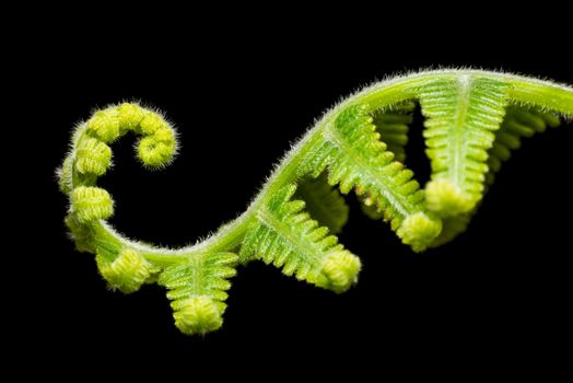 Macro shot of young fern leave isolated on black background