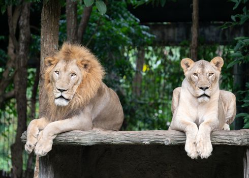 male and female lion laying together in zoo