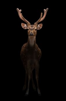 male axis deer standing in the dark