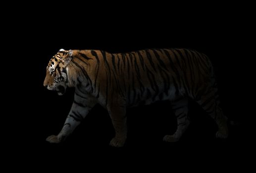 male siberian tiger standing in the dark