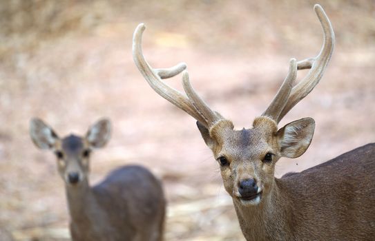 male and female hog deer ( Hyelaphus porcinus )