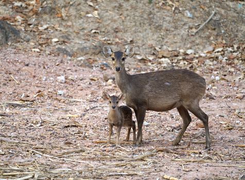 female and young hog deer ( Hyelaphus porcinus )