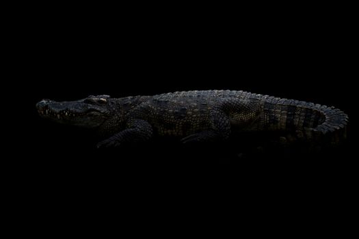 siamese crocodile ( Crocodylus siamensis ) in the dark