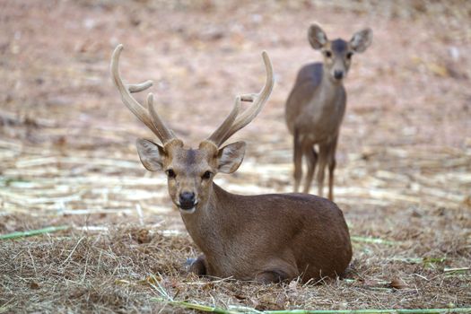 male and female hog deer ( Hyelaphus porcinus )