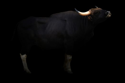 gaur ( Bos gaurus ) standing in the dark