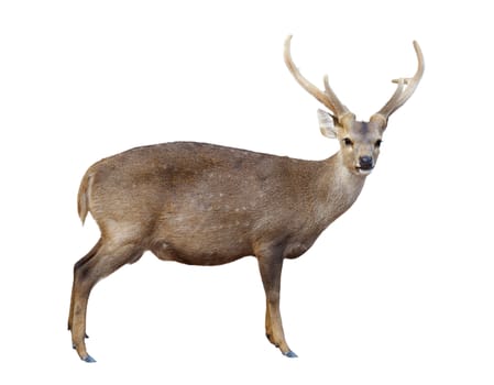 male hog deer isolated on white background