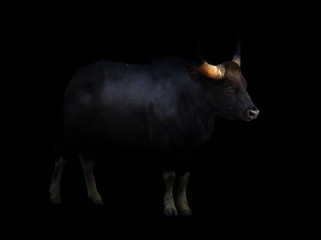gaur ( Bos gaurus ) standing in the dark