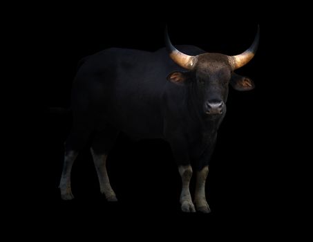 gaur ( Bos gaurus ) standing in the dark